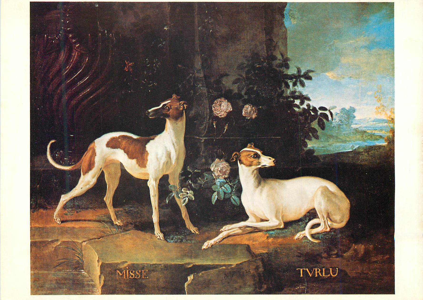 Dos perros de raza Greyhound — Misse y Tvrlu — editor desconocido, número de serie no visible