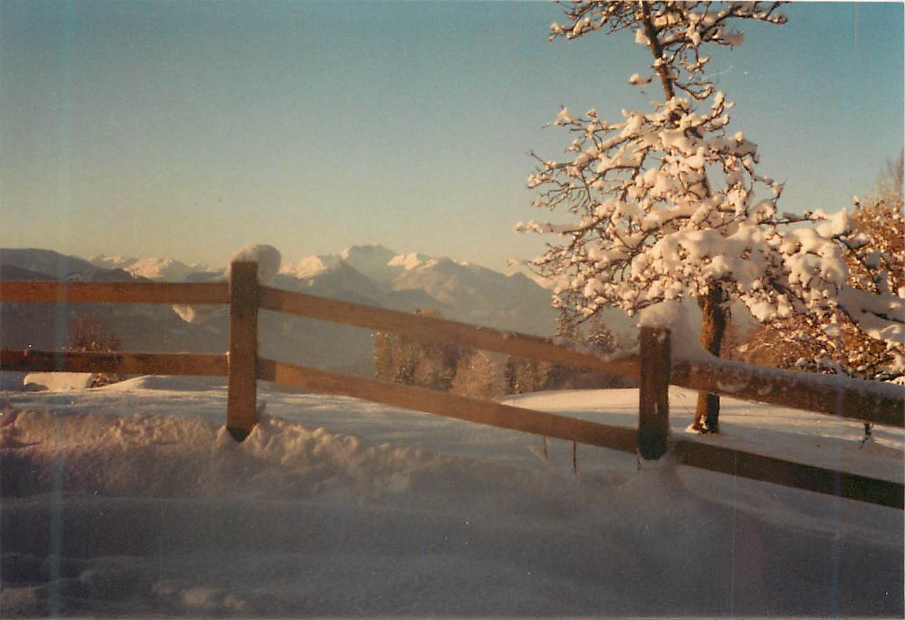 Photo Foret Paysage