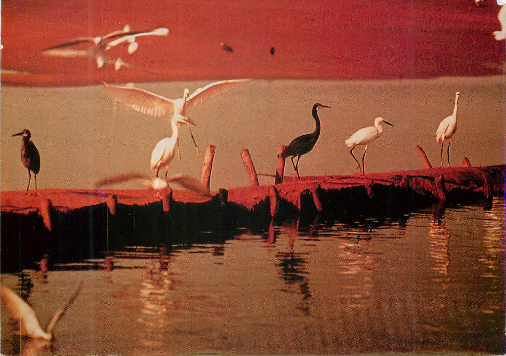 Oiseaux aquatiques — coucher de soleil — Éditeur non visible
