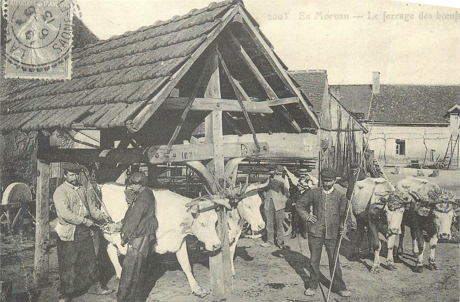 REPRO Ferrage des Boeufs en Morvan