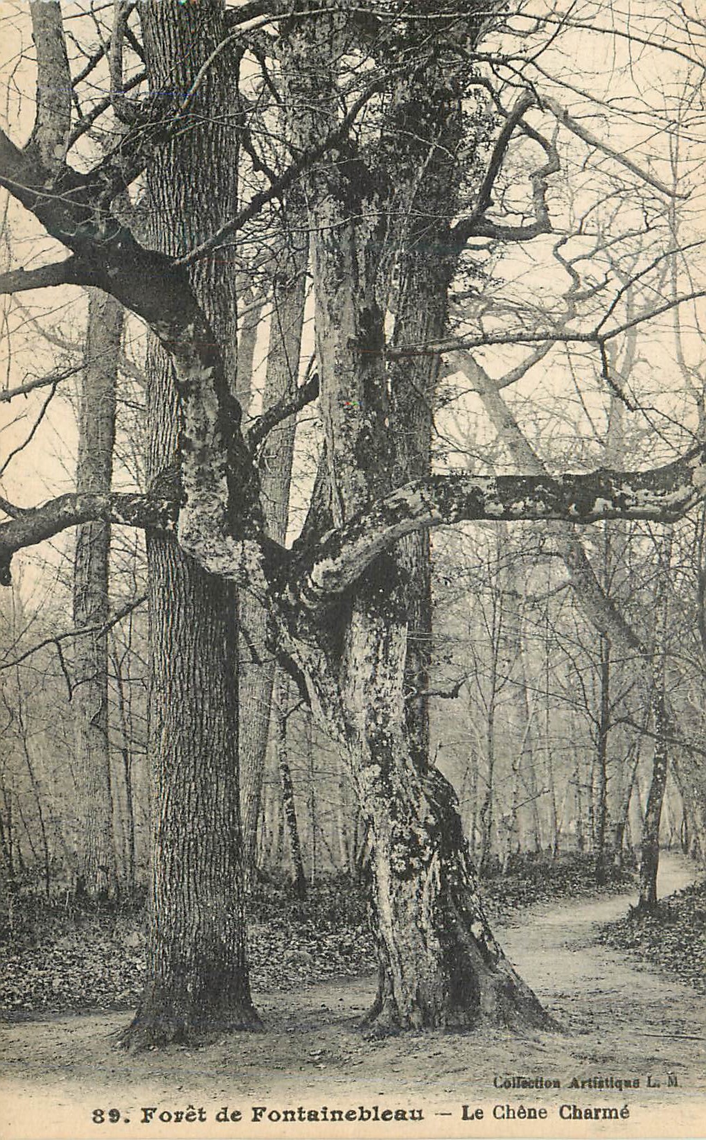 Forêt de Fontainebleau — Le Chêne Charmé — Collection Artistique L. M.