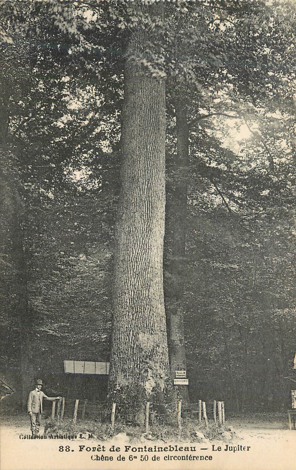 Foresta di Fontainebleau — Il Giuratore — Quercia di 6m 50 di circonferenza