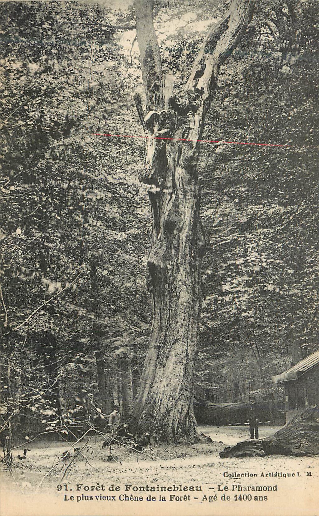 CPA Foret de Fontainebleau Le Pharamont Le Plus vieux Chene de la Foret Age de 1400 ans