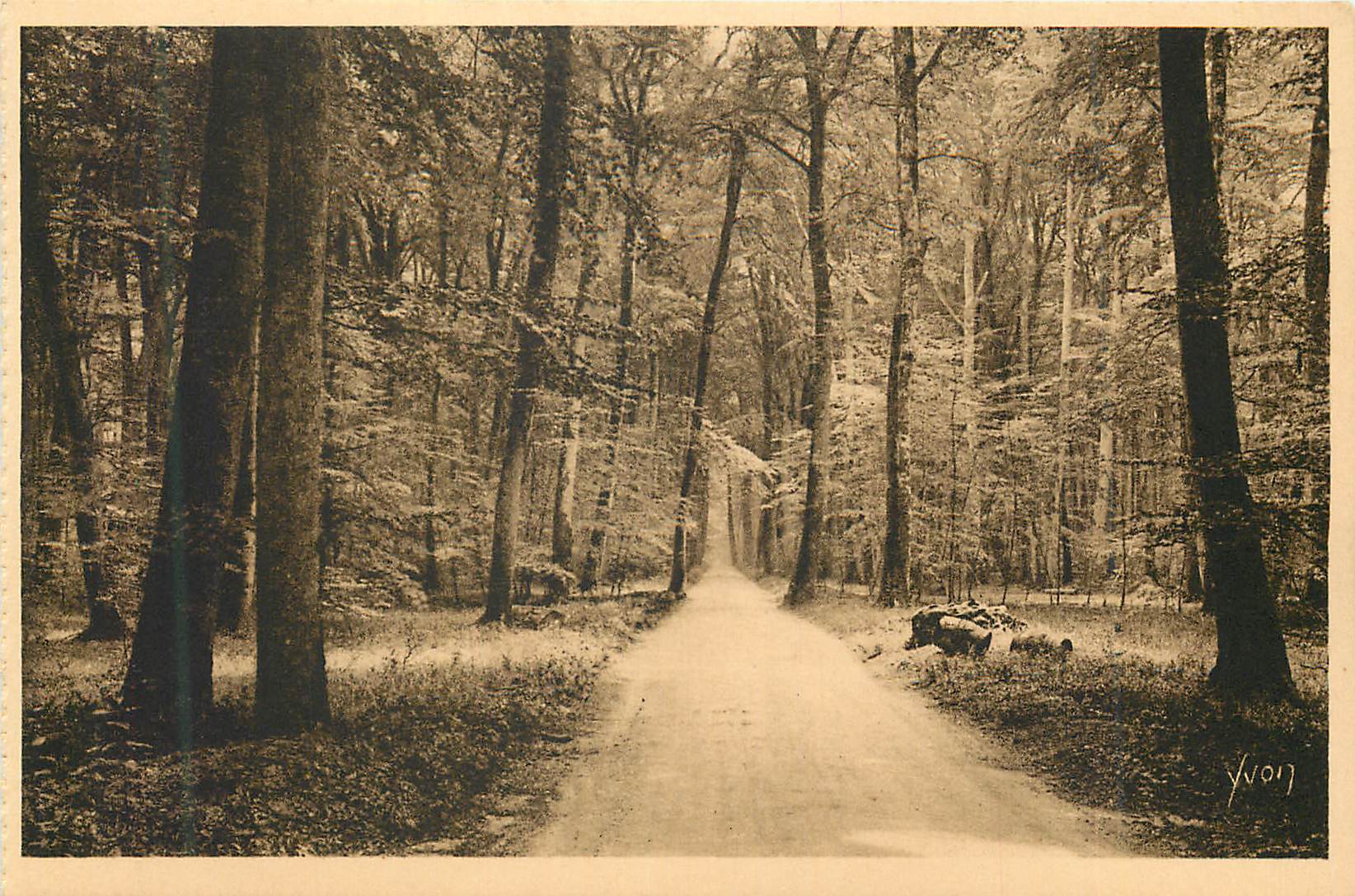 Chemin forestier — Forêt de la Vallée — Yvon