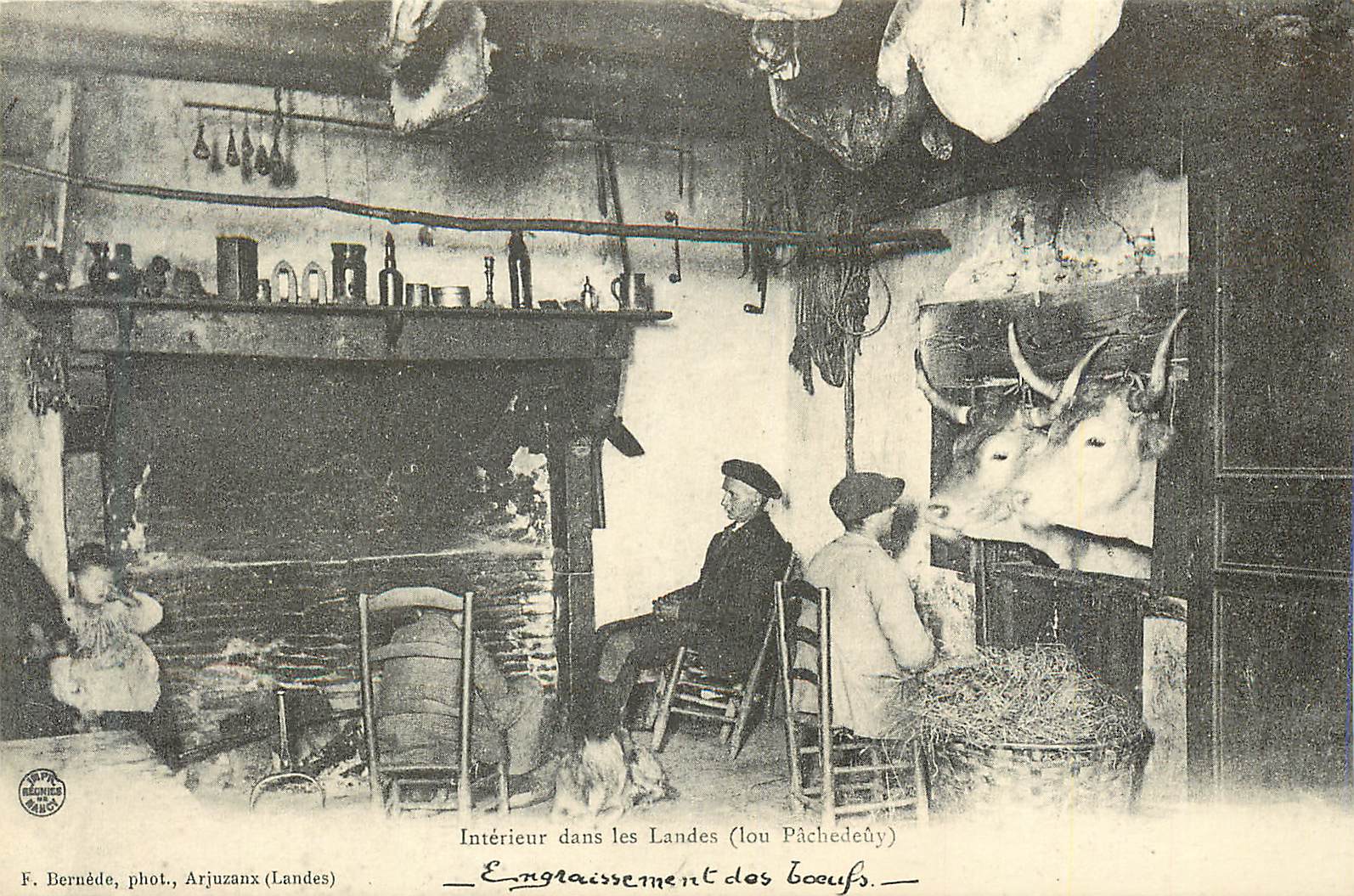 REPRO Interieur dans les Landes (Lou Pachedeuy) Gascogne Engraissement des Boeufs