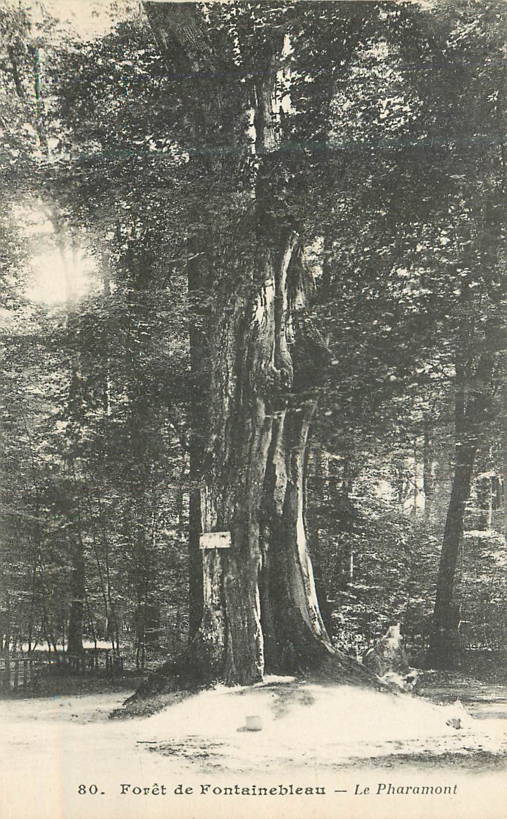 Wälder von Fontainebleau — Le Pharamont — Nr. 80