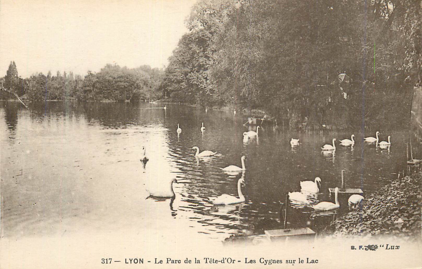 CPA Lyon le Parc de la Tete d'Or les Cygnes sur le Lac