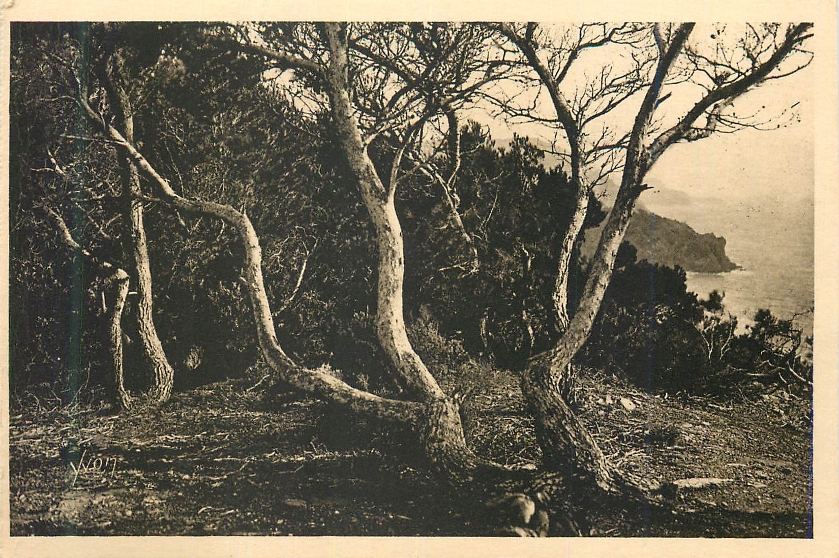 Vues de la Côte d'Azur — Forêts de pins dénudés — Yvon, photographe