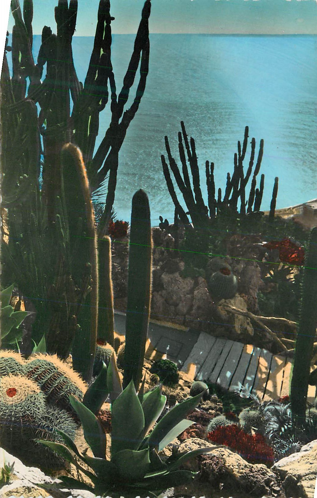 CPA Jardin Exotique de Monaco Cereus et Echinocatus diversM