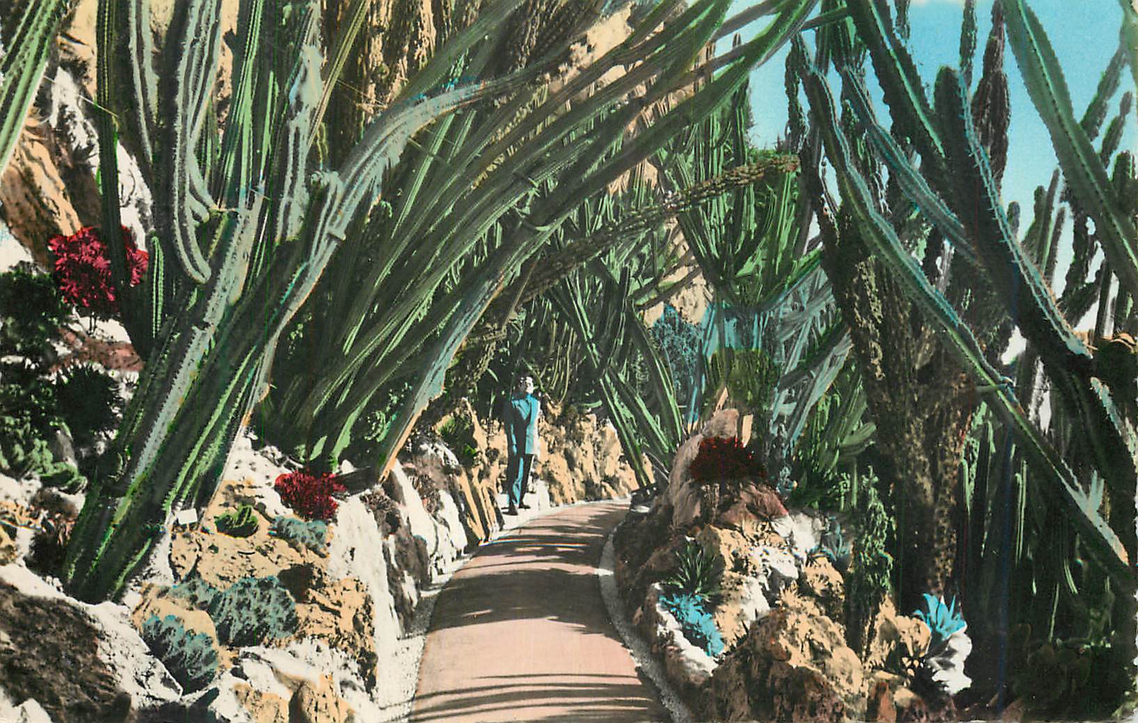 Jardin botanique de Monaco — Cactus — Éditeur non visible