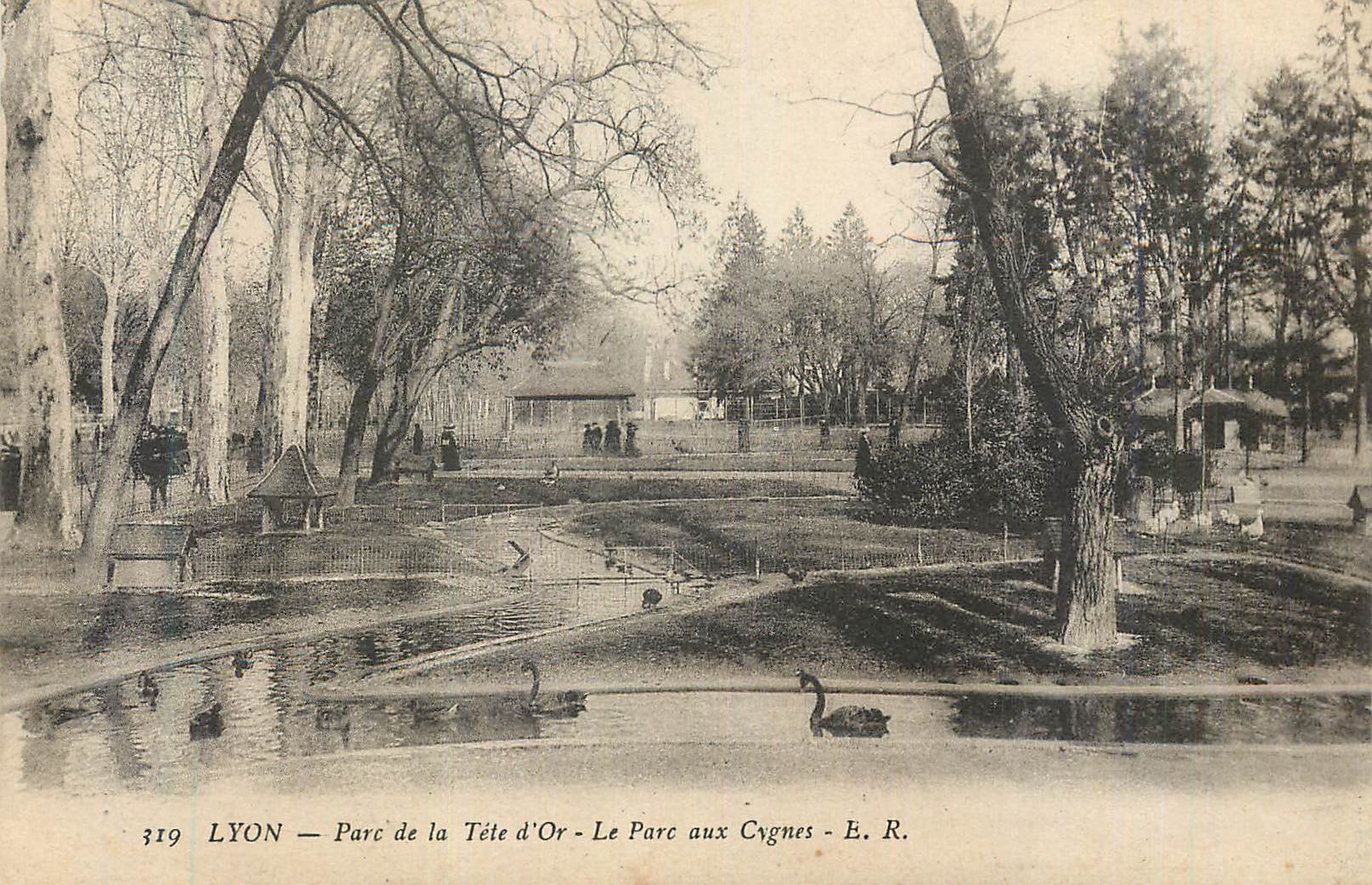CPA Lyon Parc de la Tete d'Or Le Parc aux Cygnes