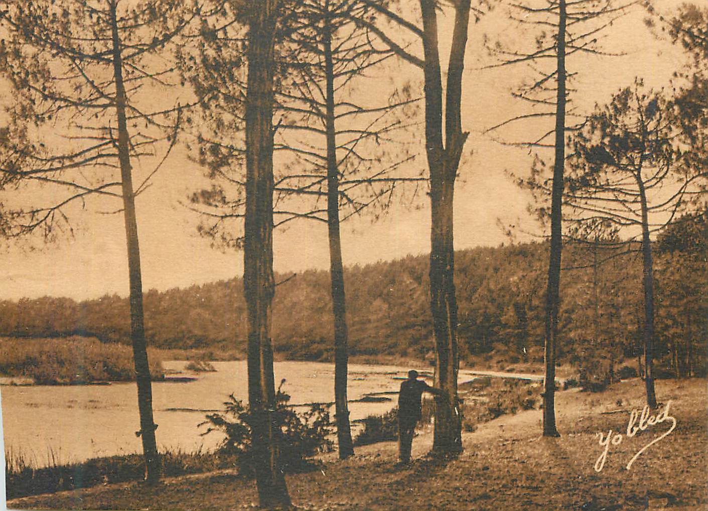 Forêt de pins — vue lacustre — Yolbled