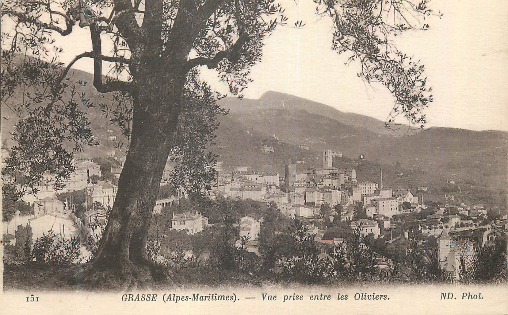 CPA Grasse (Alpes Maritimes) Vue prise entre les Oliviers