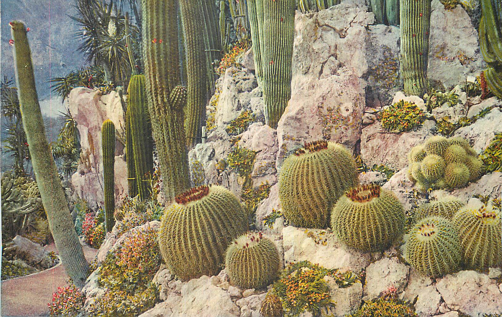 CPM Jardin Exotique de Monaco Pilocerous et Cereus divers