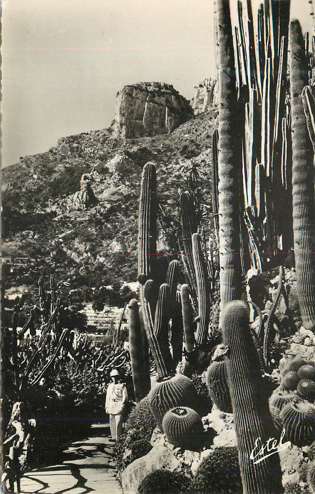 Cactusgarten — Felsige Berglandschaft im Hintergrund — Estel