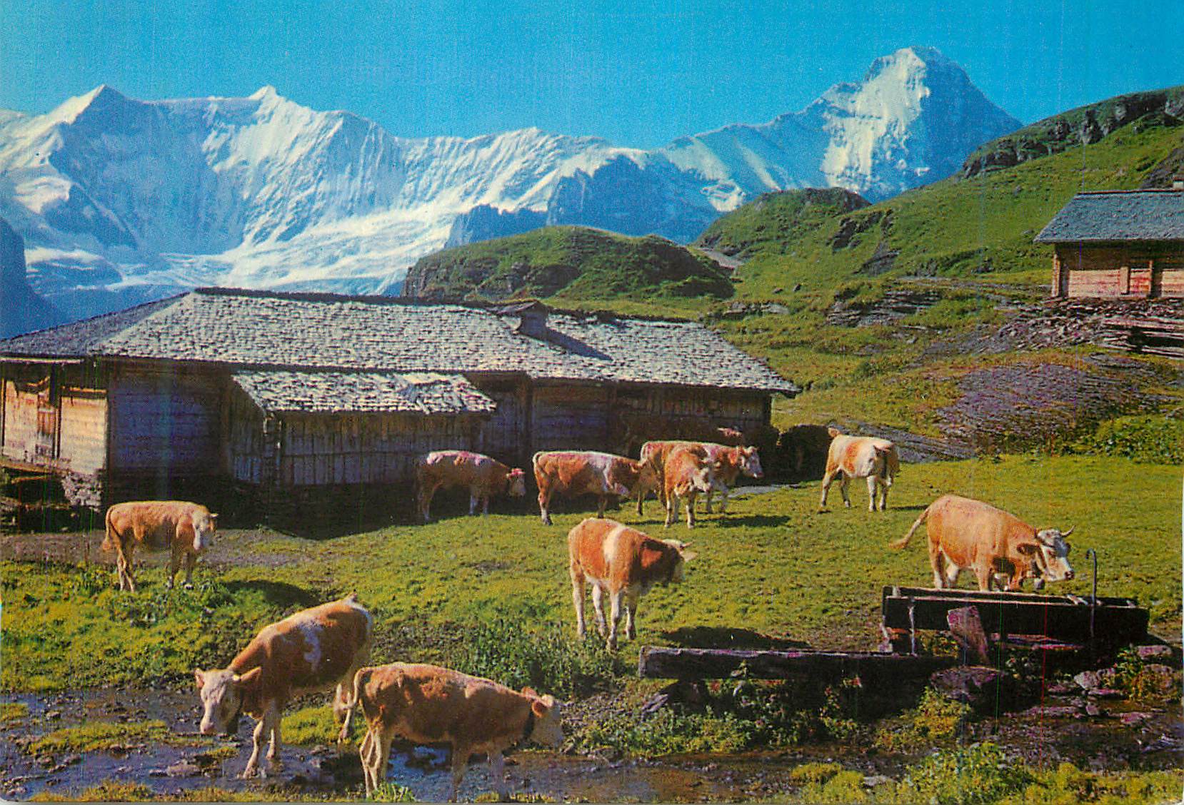 CPM Grindelwald First Bachlager mit Fiescherhorner und Eiger