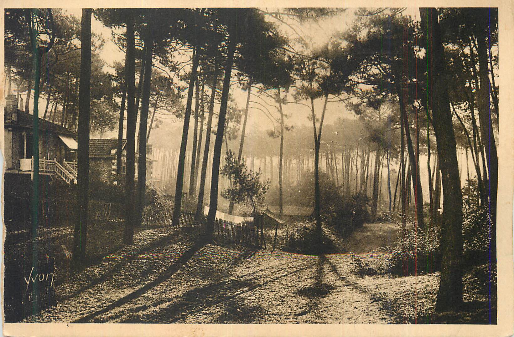 Forêt de pins — vue matinale — Yvort