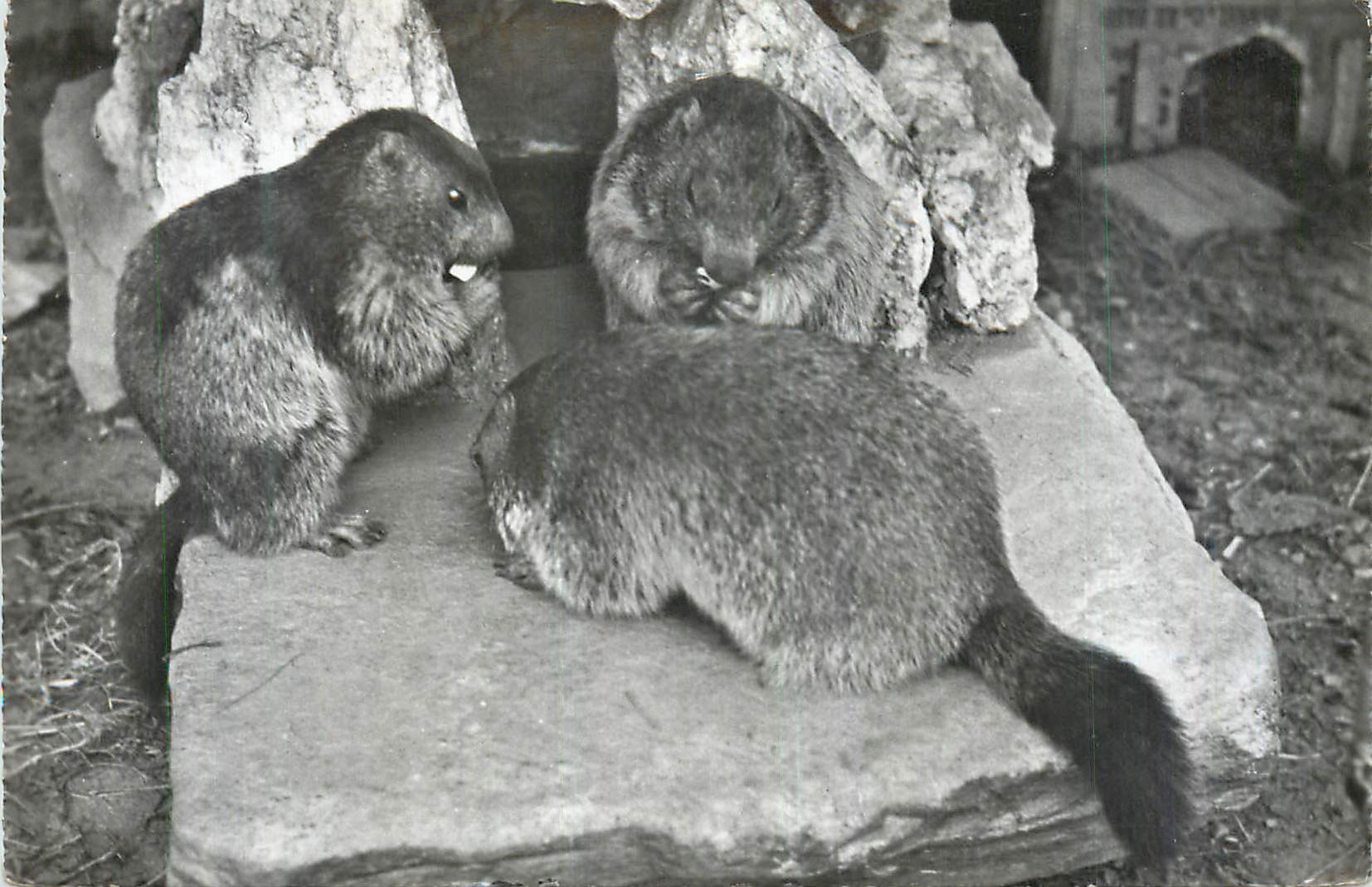 CPA MarmottesM