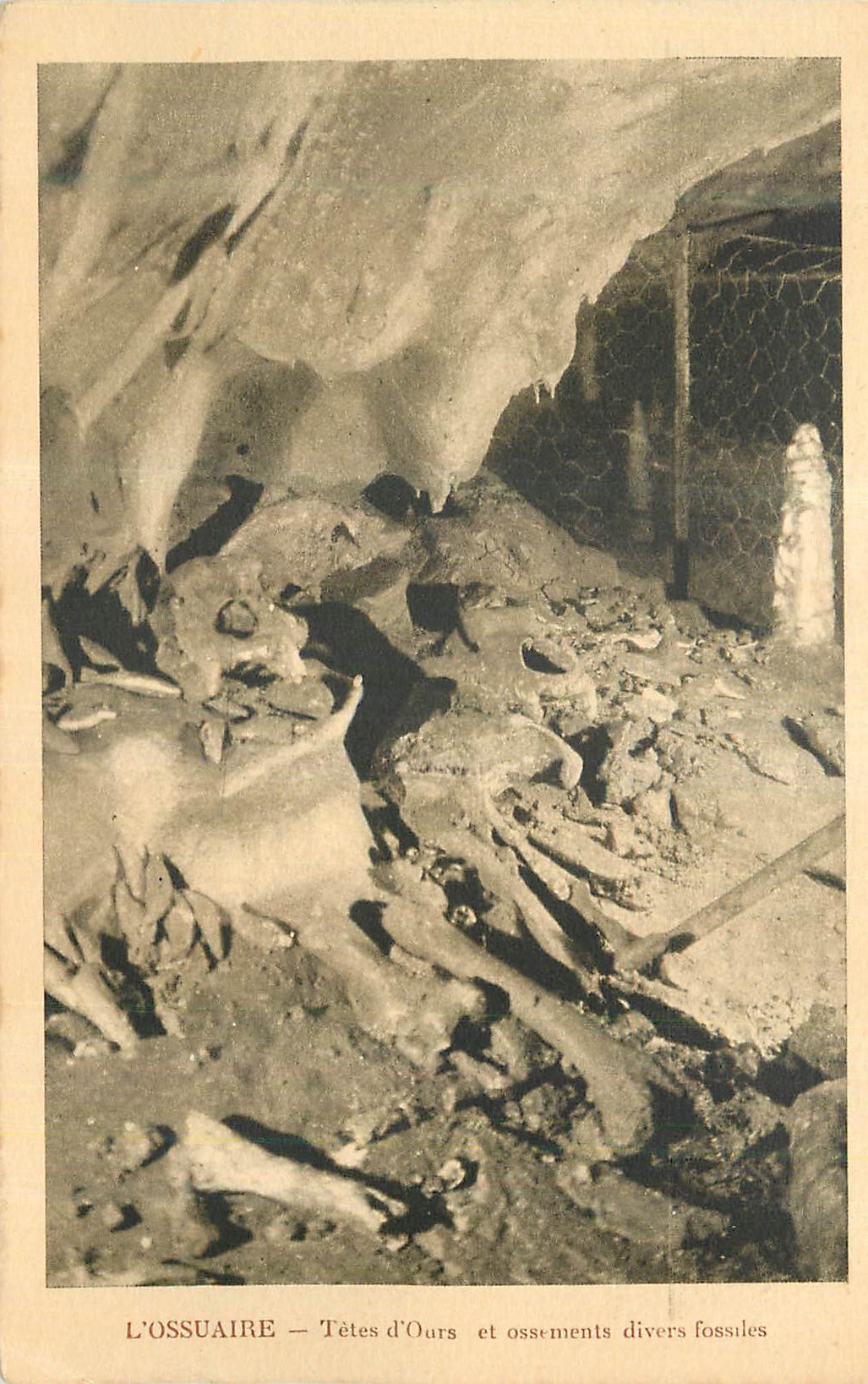 CPA L'Ossuaire Tetes d'Ours et Ossements divers fossiles