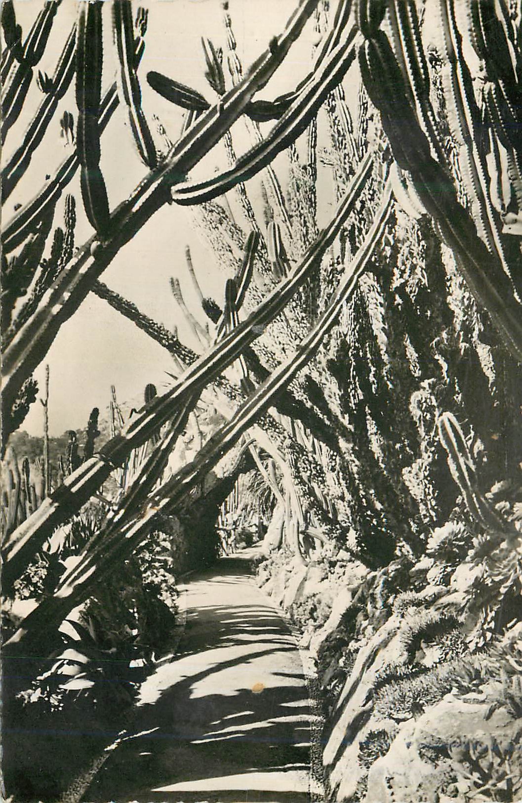 CPM Jardin Exotique de Monaco Allee des Cereus
