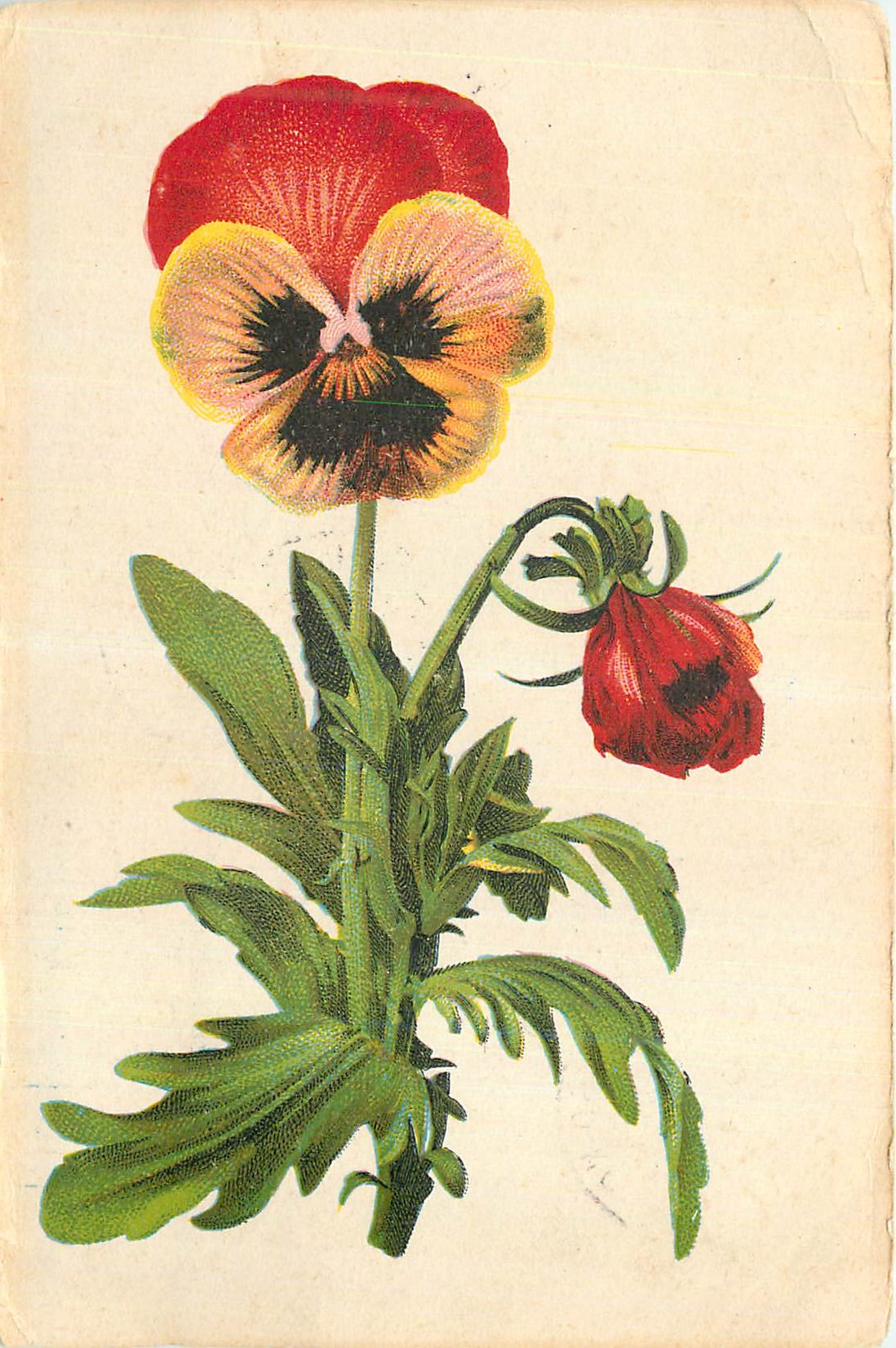 CPA Fleurs