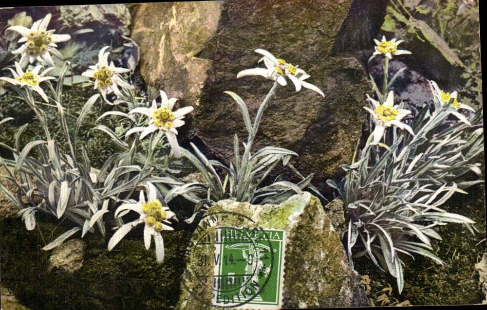 CPA Fleurs Leontopodium alpinum