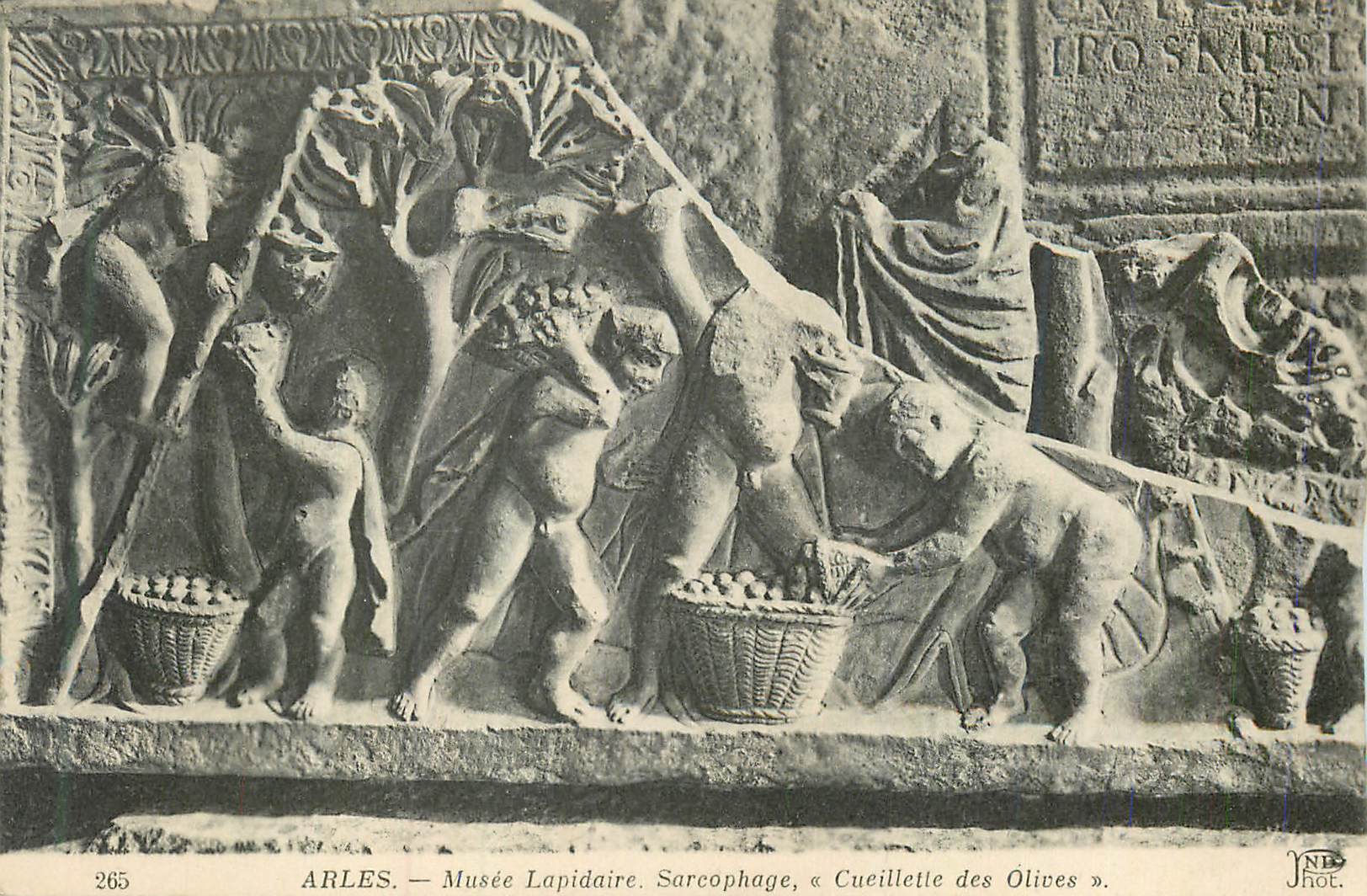 CPA Arles Musee Lapidaire Sarcophage Cueillette des Olives