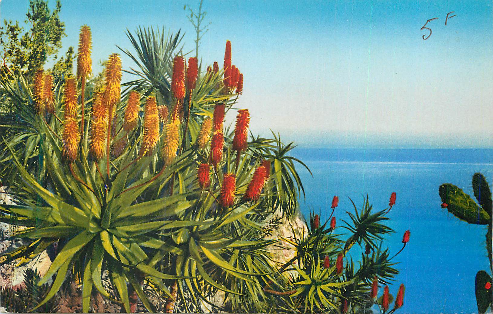 CPA Monaco Les Jardins Exotiques Aloes Hydride Salm Dyckiana et l'Aloes divers
