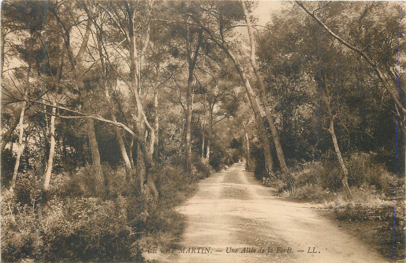 CPA Le Cap Martin Une Allee de la Foret