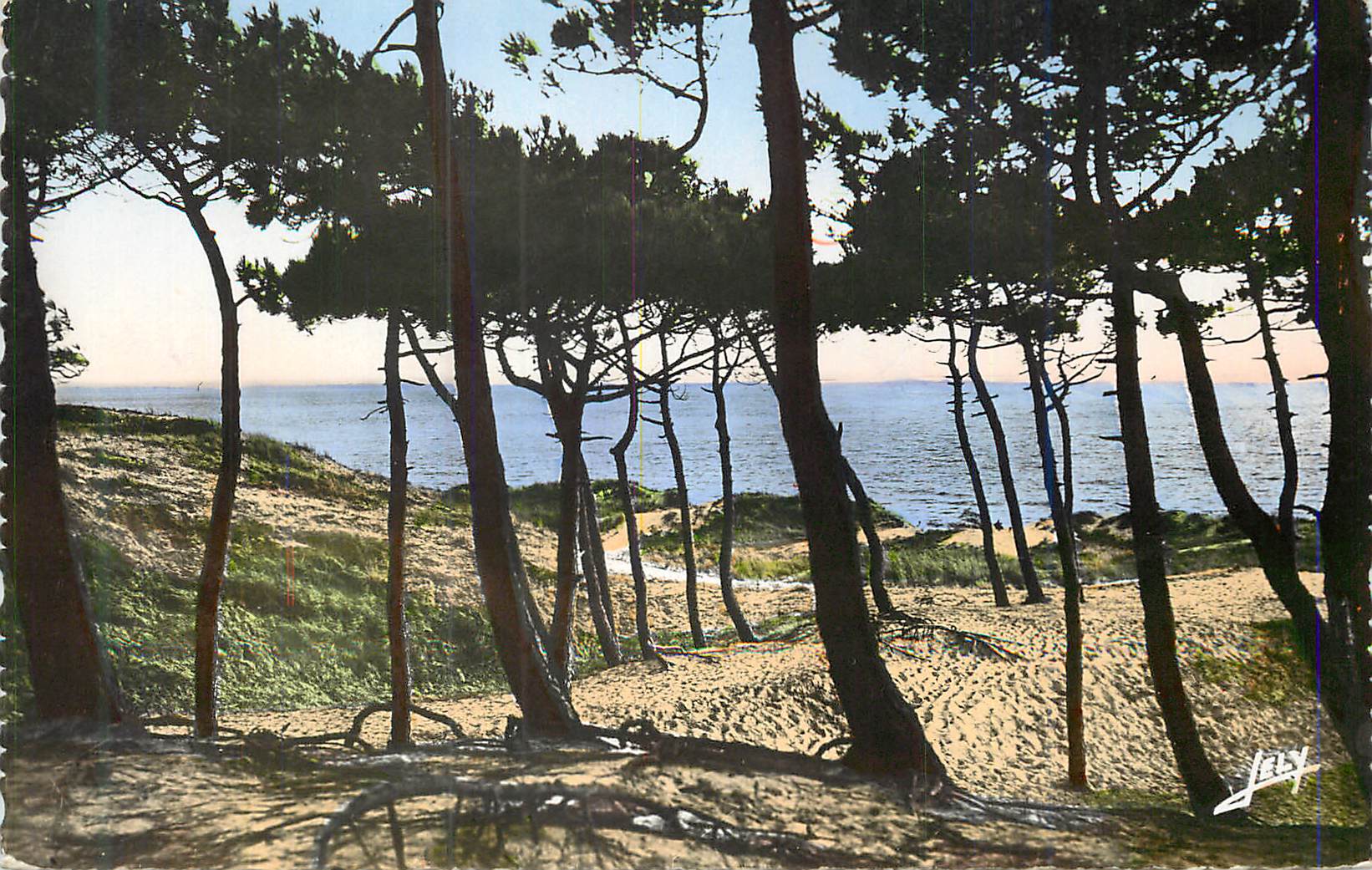 CPM St Jean de Monts (Vendee) La Mer a Travers la Foret des Demoiselles