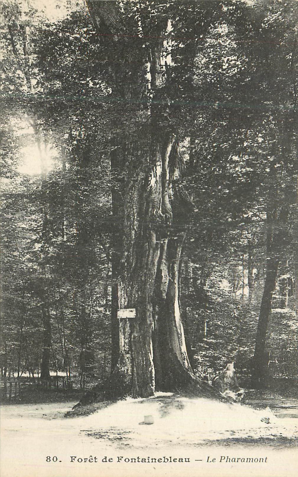 Bosque de Fontainebleau — El Pharamont — Editor no identificado, n° 80