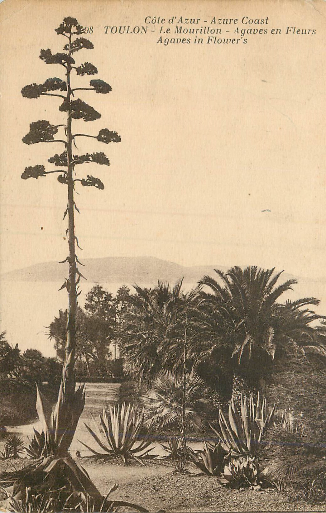 Agaves en Fleurs — Toulon - Côte d'Azur — n°298