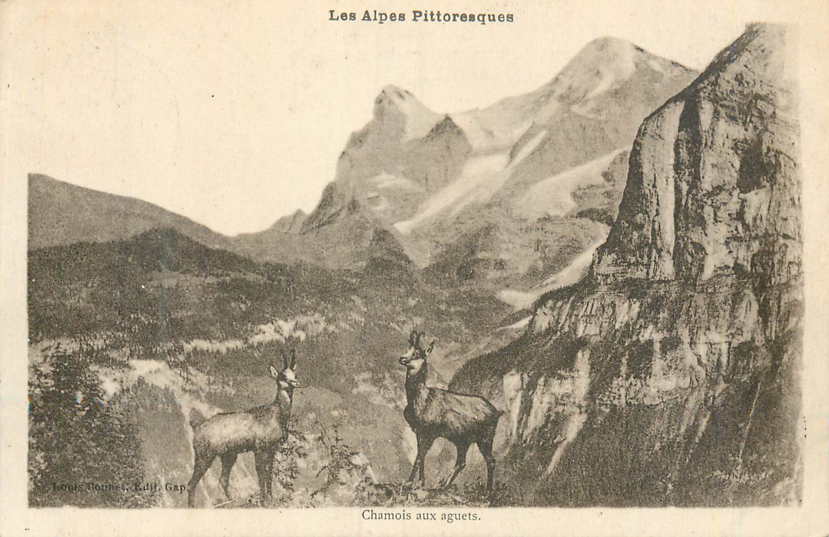 CPA Les Alpes Pittoresques Chamois aux Aguets