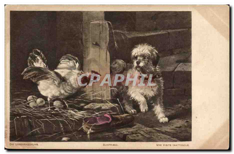 CPA Une visite inattendue Chien et poulet (dog)