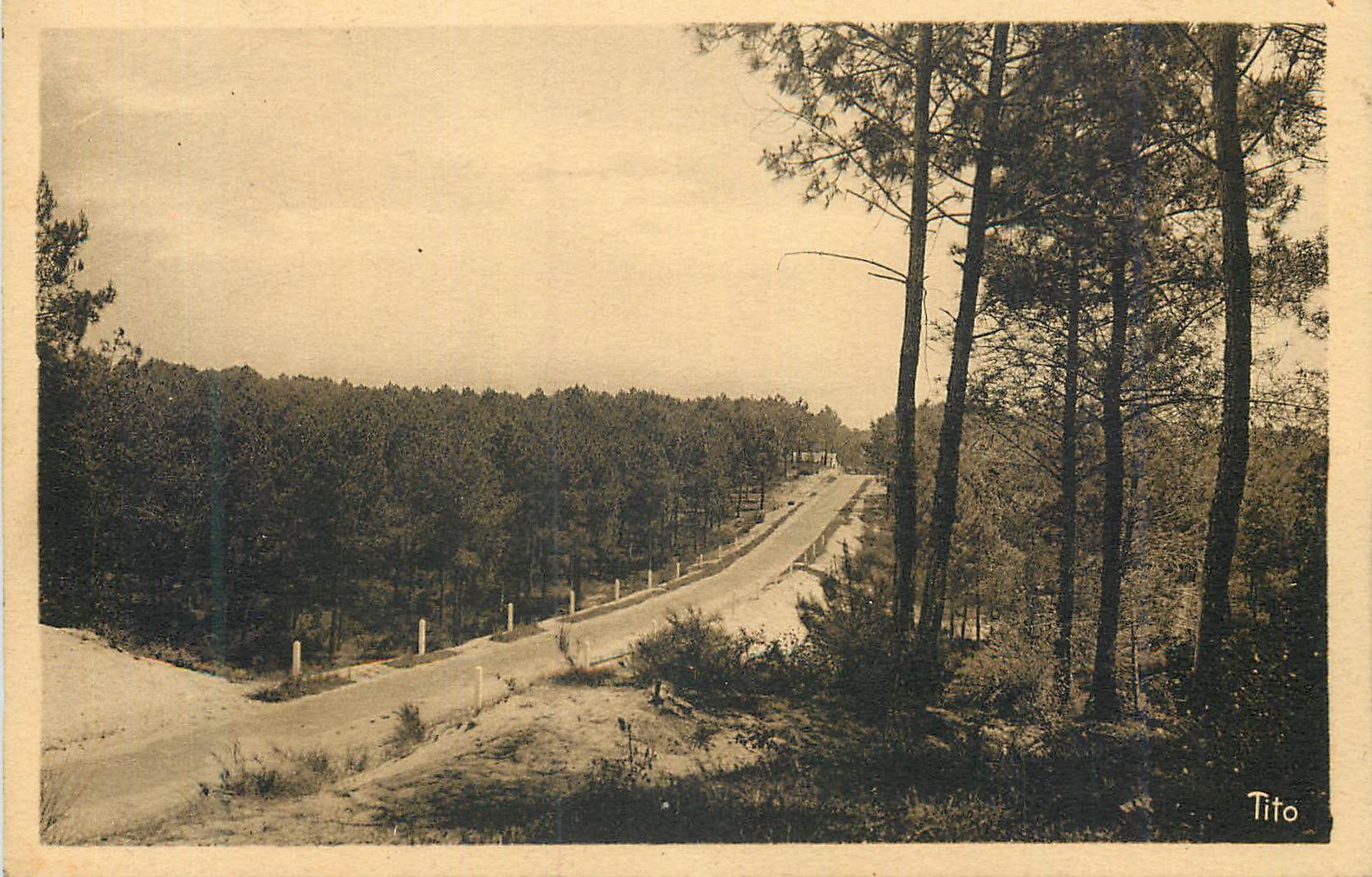 Route forestière en forêt de pins — Tito