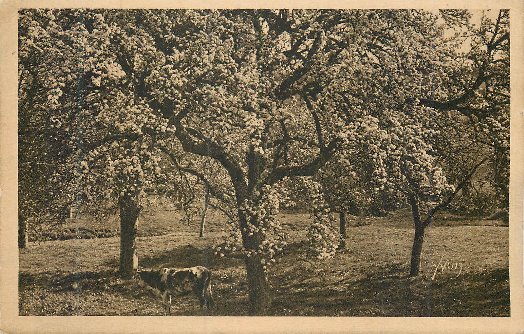 CPA Normandie La Douce France Pommiers en Fleurs Vaches