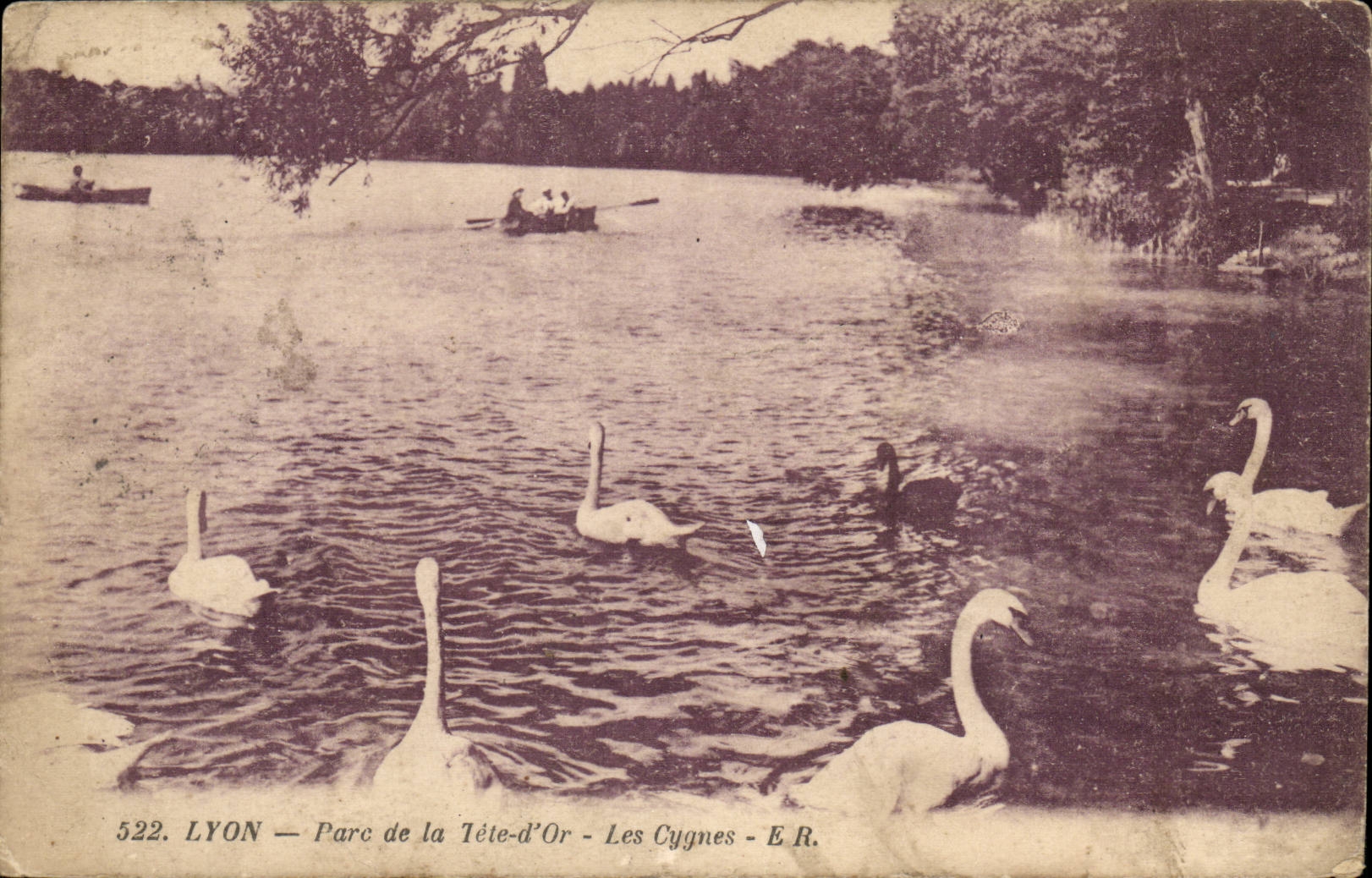 LYON — Parc de la Tête-d'Or — Les Cygnes — E.R.