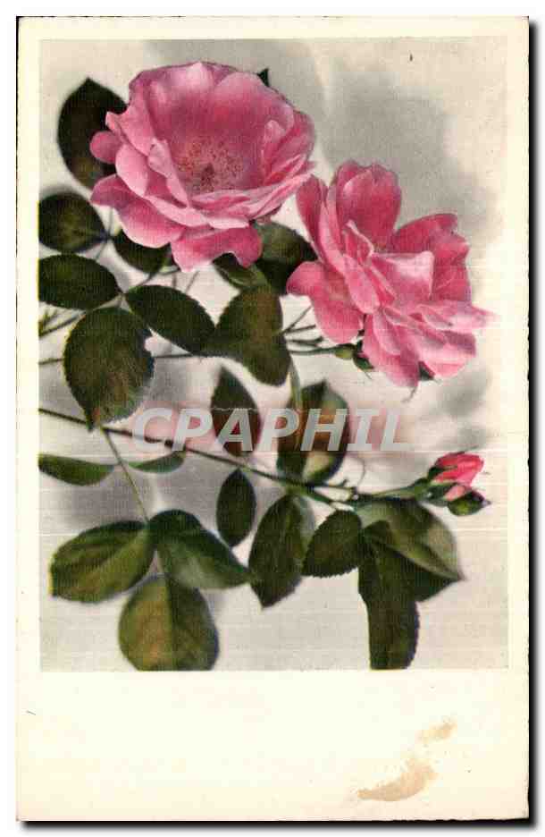 Fantaisie - fleur - rose - Beautiful roses - CPA 