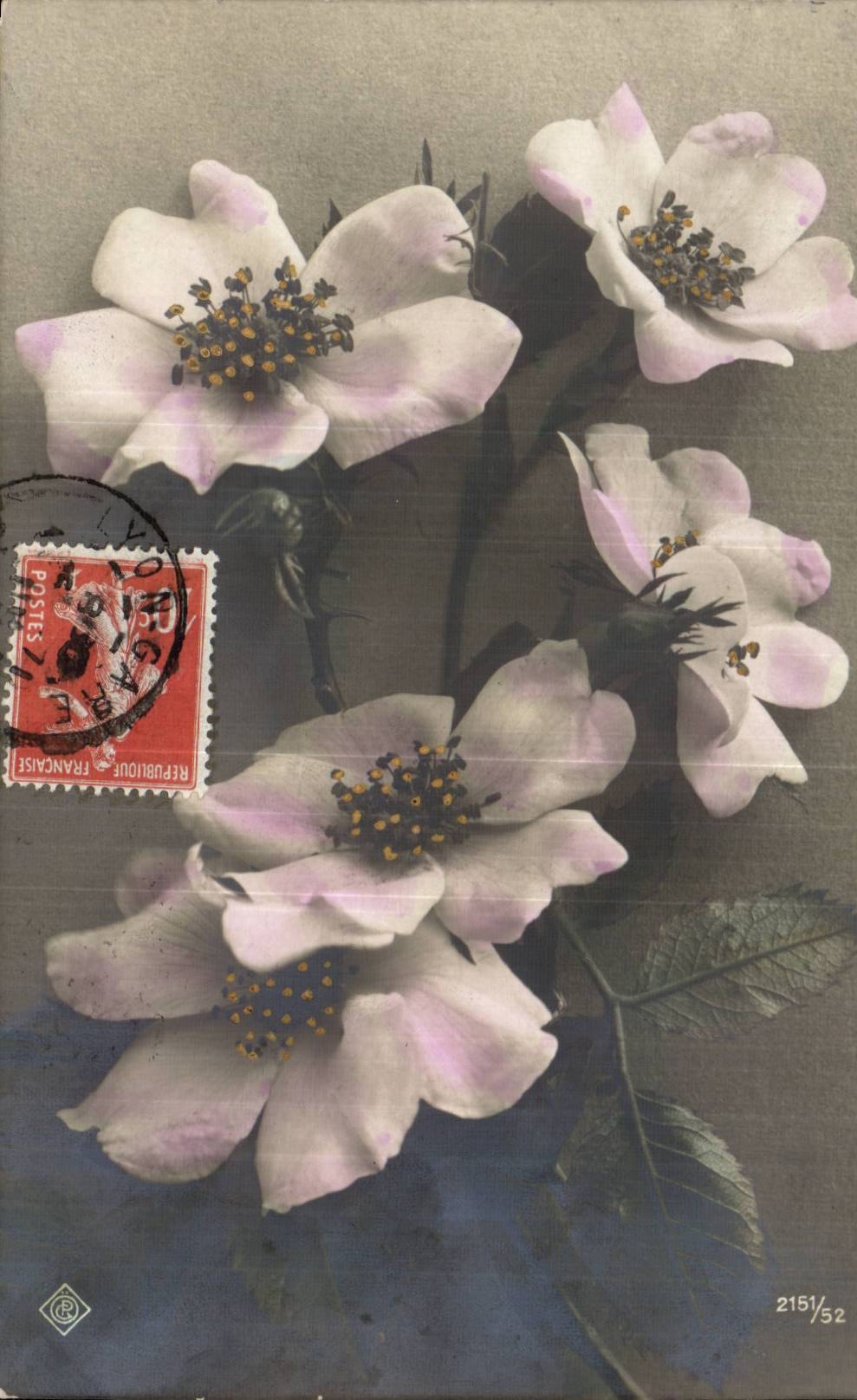 Fantaisie - fleur - beautiful blossoms - CPA 