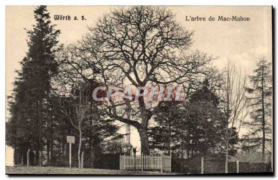 Allemagne Worth CPA L'arbre de MAc Mahon