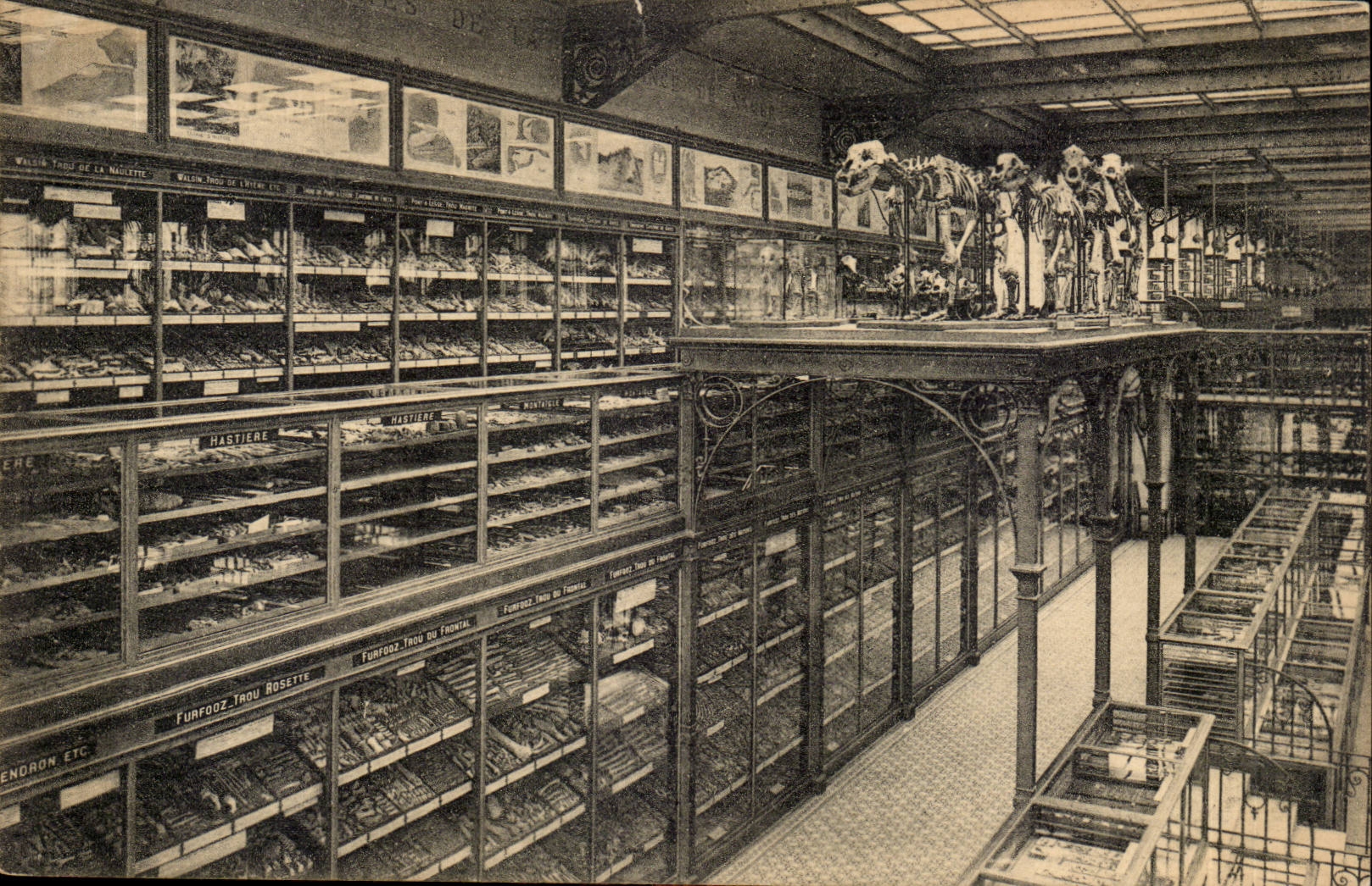 Belgie Belgique Bruxelles CPA Musee royal d'histoire naturelle Galerie nationale Salle des cavernes paleonthologie