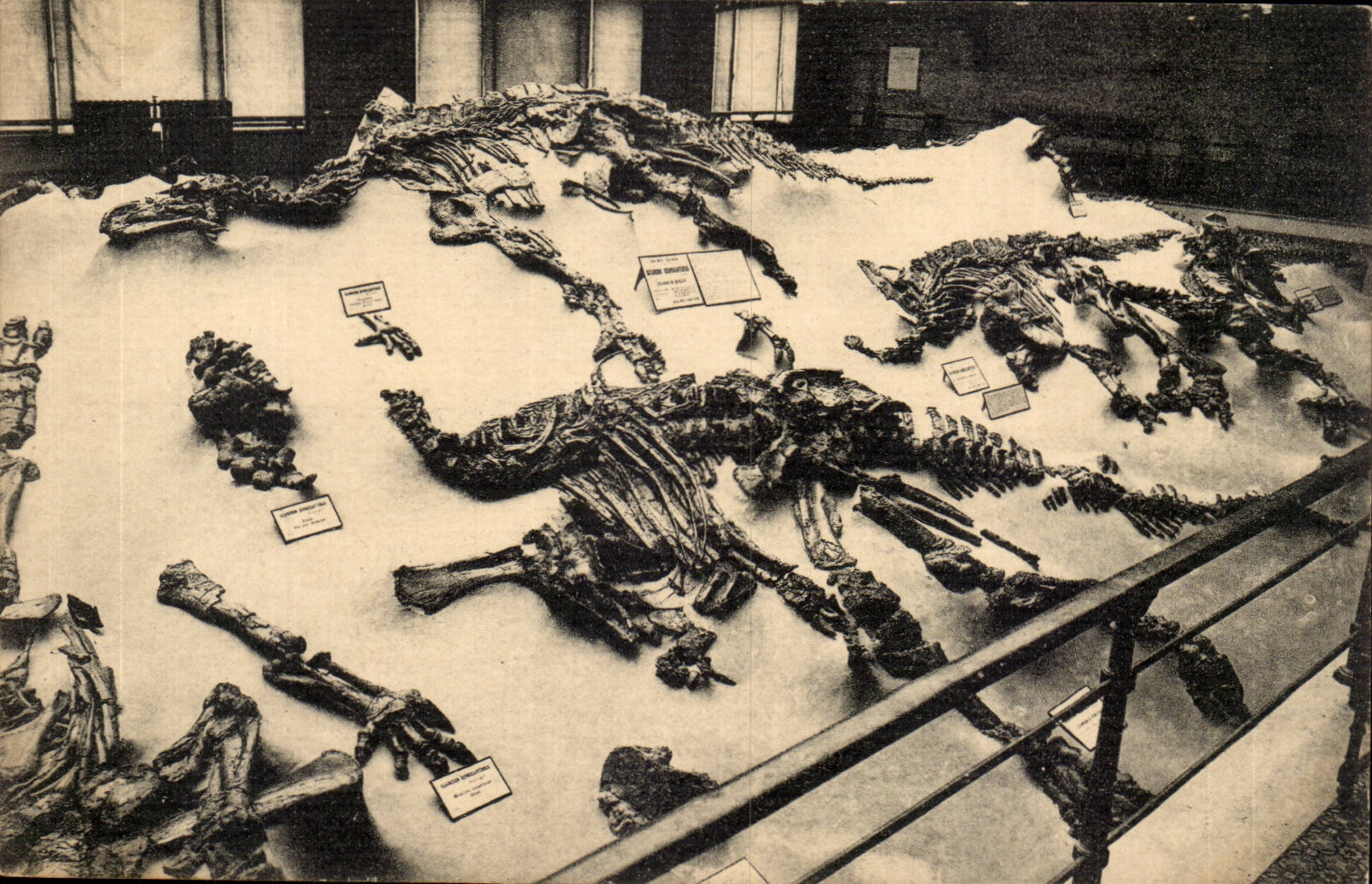 Belgie Belgique Musee royal d'histoire naturelle Bruxelles Paleonthologie