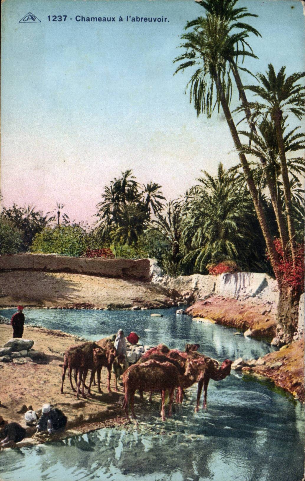 CPA Chameaux a l'abreuvoir (afrique du nord)