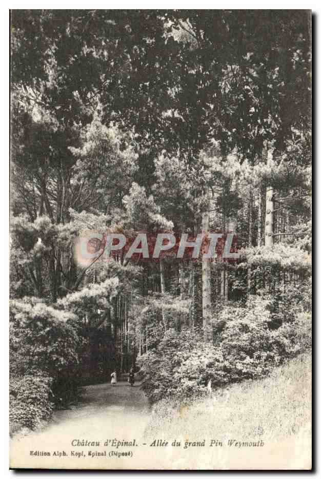 Chateau d'Epinal CPA Allee du grand jeu Pin Weymouth