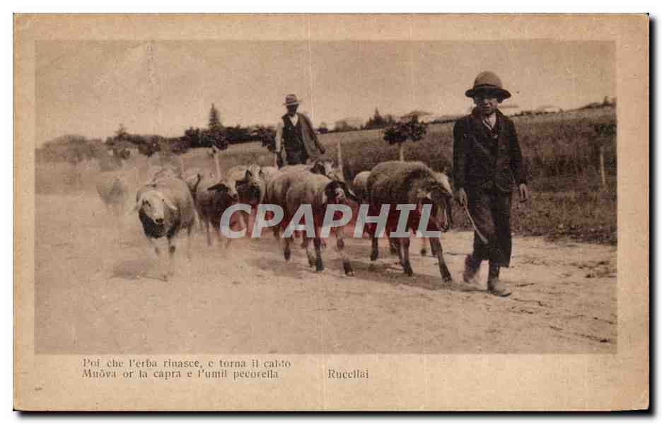 Italy - Italie -Rucellai mouton CPA
