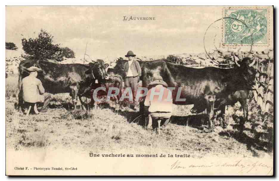 Puy de Dome- L'Auvergne- Une Vacherie au moment de la traite - -CPA