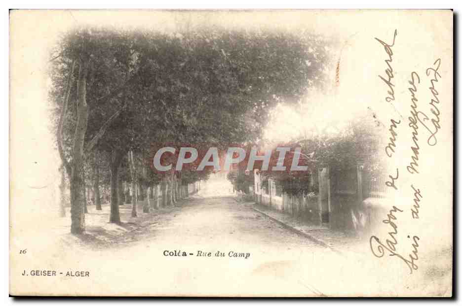 Algerie Colea CPA rue du camp