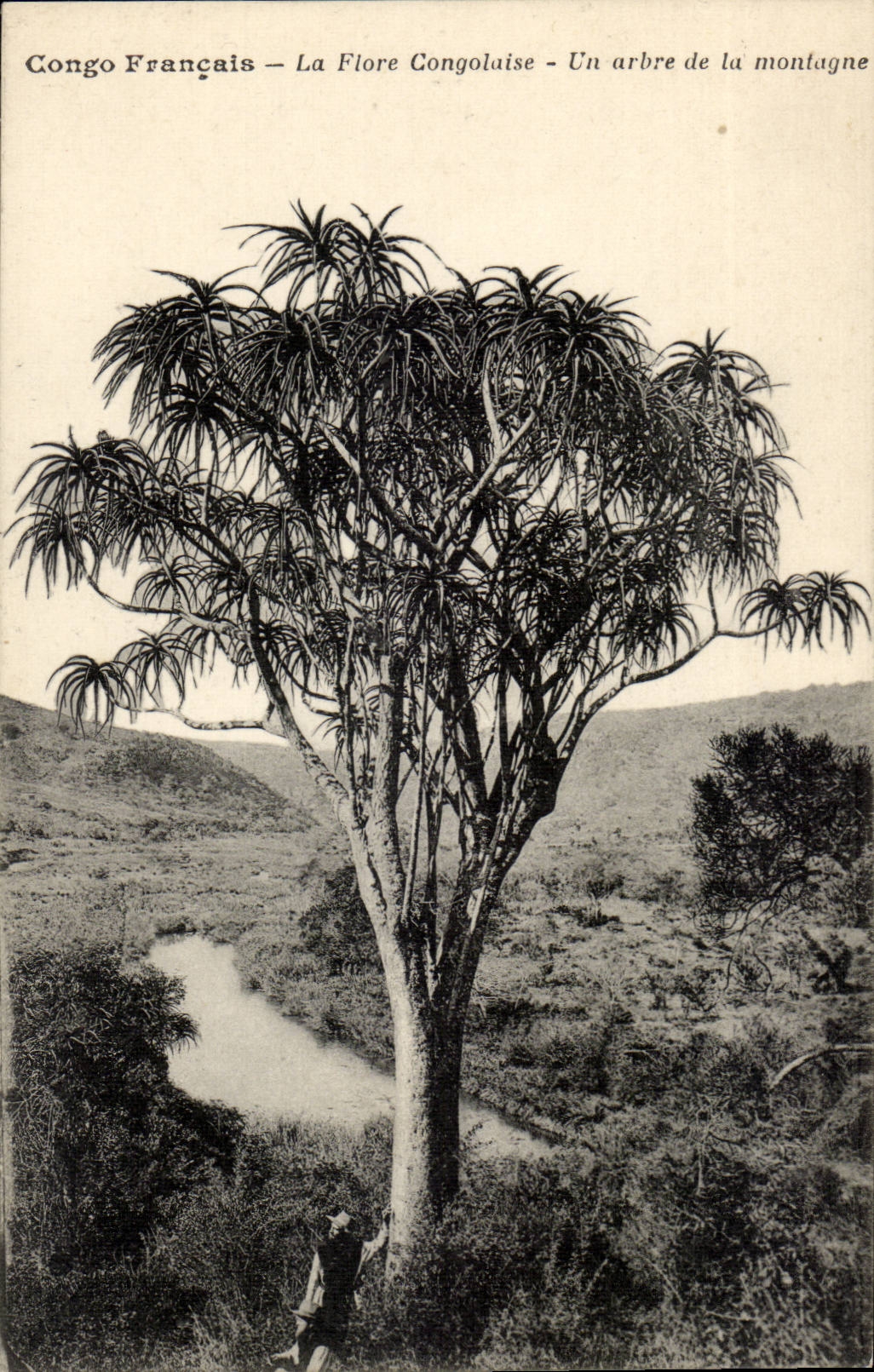 Congo Français — La Flore Congolaise — Un arbre de la montagne — Missions des Pères du St-Esprit