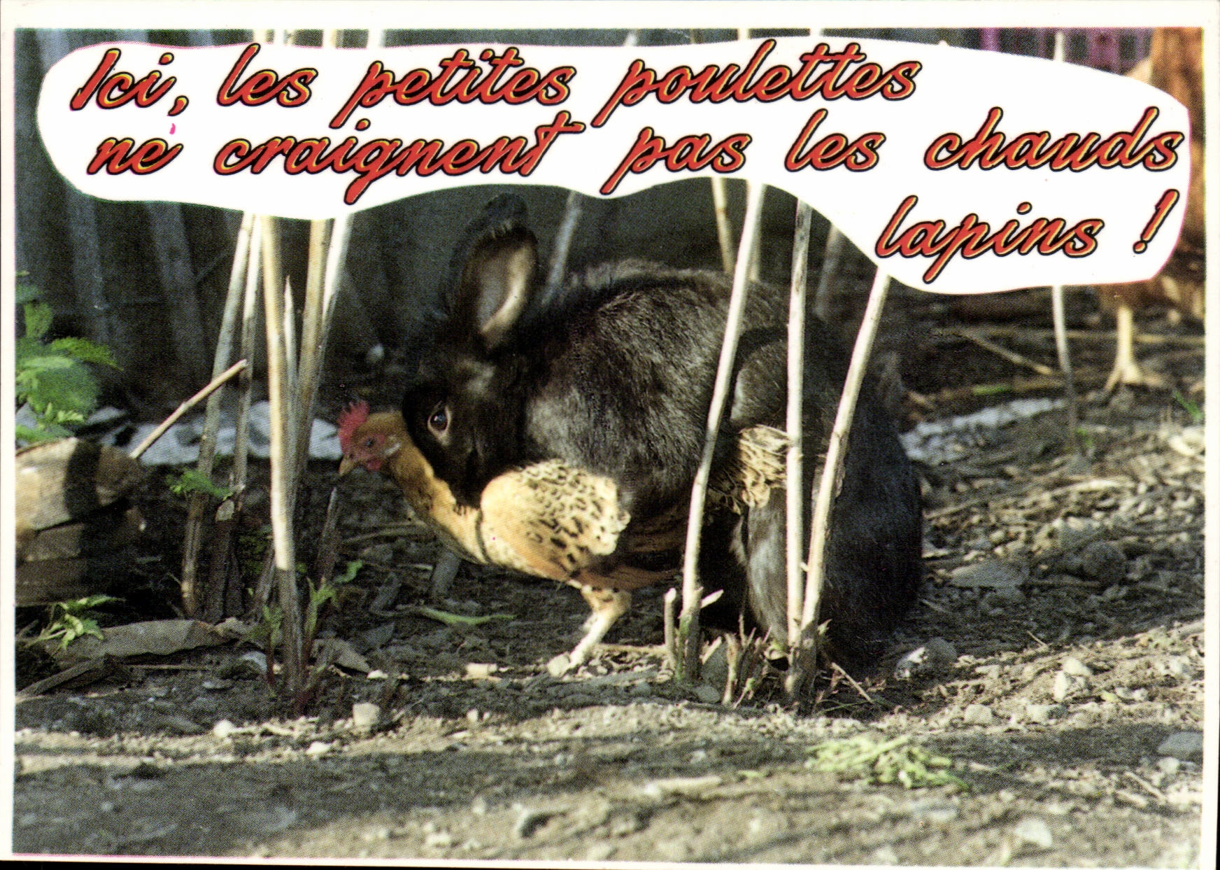 CPA Humour Ici les petites poulettes ne craignent pas les chauds lapins (poule lapin) TIPLE bruno