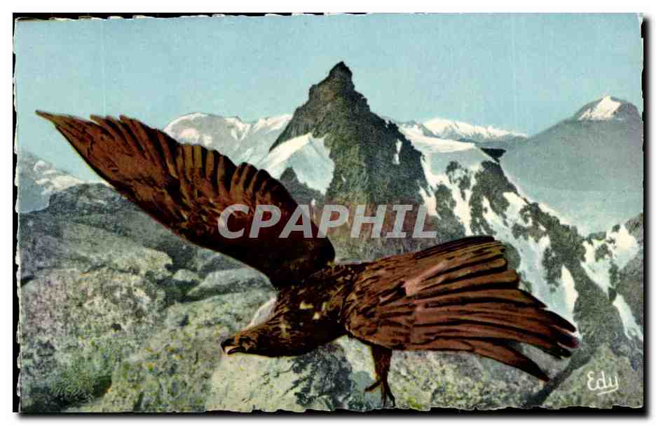 Aigle royal — Savoie — Éditeur Edy, n°48